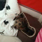 Dora Frey 🐕 🐶 🐩 🐈 🐱 - @dorafrey1 - Instagram