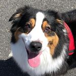 Freya-theaussie- - @freya_dora - Instagram