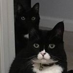 Lisa—ft. Dora & Freya - @doraandfreya - Instagram