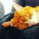 Dora Fuchs - @allerleischrott - Instagram