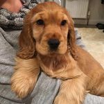 Dora Gibson - @little_dora_explorer_pup - Instagram