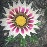 Dorothy Gustafson - @dorothyg111 - Instagram