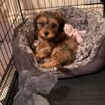Dora Hall - @doracockapoo2020 - Instagram