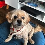Dora Hall - @dora.the.dog_ - Instagram