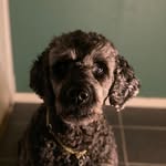 Dora Van-Hansen - @dora_doggo_hansen - Instagram