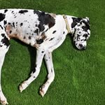 Dora Enzo Harley - @doraenzoharley.grandanes - Instagram