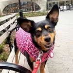 harley dora 🐾😈 - @harleydorathedog - Instagram