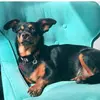 Harley Dora The Dog - @harleydorathedog - TikTok