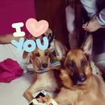 harley_the_pet_house🐶🦴❤ - @harley_kiyara_bella_dora_2021 - Instagram