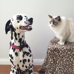 @harleyanddora - Instagram