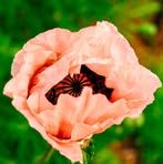Dora Harvey - Facebook