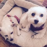 Dora Heller - @frenchie329 - Instagram