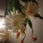 Dora Heller - Facebook