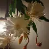 doraheller5 - @doraheller5 - TikTok