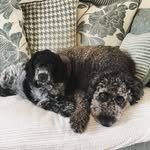 Henry & Dora The Doodles 🐩 - @dorahenrydoodle - Instagram