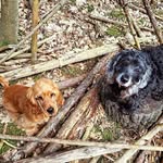 𝑯𝒆𝒏𝒓𝒚, 𝑫𝒐𝒓𝒂 𝒖𝒏𝒅 𝑺𝒖𝒔𝒂𝒏𝒏𝒆 - @spaniel_tales_with_henry_dora - Instagram