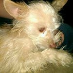 Dora Holmes - @animal_rescue13 - Instagram