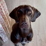 Дора 🇧🇾 - @dora_hunter_dog - Instagram