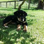 Dora~huntaway - @dora_huntaway - Instagram