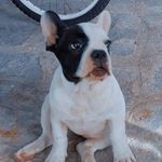 luna&dora🐶 - @_dora_luna - Instagram