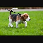 Dora Mack - @macksdogwalking - Instagram