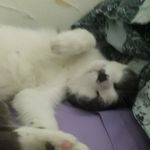 Dora Brown Mancini - @dorabrownmancini - Instagram