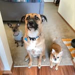 🄾🄽🅈🅇 + 🄳🅁🄰🅇 + 🄼🄰🄿🄻🄴 - @crazie_dog_trio - Instagram