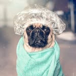 Dora Chavarria Matus - @perros_sam_nala - Instagram