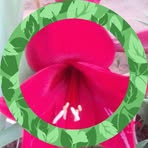 Dora Mauricio - Facebook