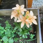 Dora Mckinney - Facebook