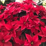 Dora Meade - Facebook