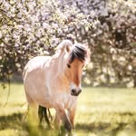Dora Neumann - @crazy3pony - Instagram