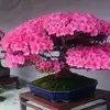 Dora Nolasco615 - @doranolasco615 - TikTok