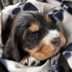 Dora North - @miss_dora_the_spaniel - Instagram