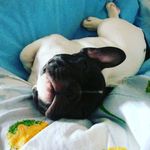 _няха_Дора_@_ - @_dora_nova_ - Instagram