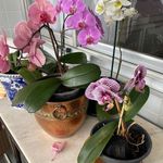 Dora Nova Fichtner - @dorafichtner - Instagram