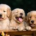 Dora Oneil - Facebook