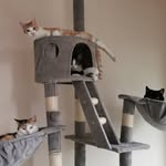Ripley, Dora & O'Neill, and fosters - @itsacatteryijustpaytherent - Instagram