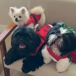 Blue, Dora e Otto - @doraeblue.shihtzu - Instagram