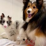 Dora & Otto - @dois_shelties - Instagram