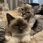 Dora, Dolly and Otto - @dora.dolly.otto_ragdolls - Instagram