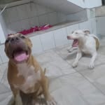 @dora_e_otto - Instagram