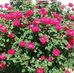 Dora Owen - Facebook