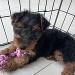 Dora-Blossom-Welshie.& Bertie Parsons Russell - @lady_dora_and_bertie_wooster - Instagram