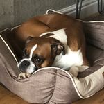 Dora Pearce - @_doratheboxer_ - Instagram
