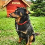 (Tigruța și Limbuța +Rexy🐕) Rest in peace,  prieteni dragi - @tigruta_limbuta - Instagram