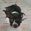PHANDORA ❤️🐾 - @phandora05 - TikTok