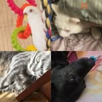 Dora-Riley-Saddie-Snowflake - @dora_riley_saddie_snowflake - Instagram