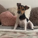 DORA - @dora.jack.russell - Instagram