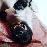 Dora Jack Russell - @dorajackierussell - Instagram